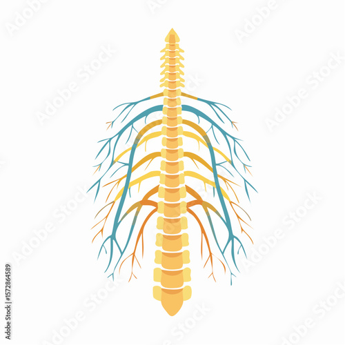 The intricate spinal cord: A detailed illustration of the human spinal cord. Showcasing its complex structure and intricate network of nerves. perfect for educational and scientific purposes.