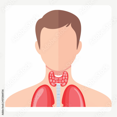 Anatomy of the Thyroid: A meticulously crafted, simplified illustration of the thyroid gland. Highlighting its critical position within the human anatomy