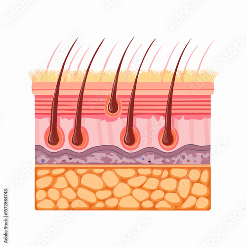 Skin and Hair Structure: An illustrative, detailed cross-section showcases the intricate structure of the skin, highlighting the layers of tissue, hair follicles.
