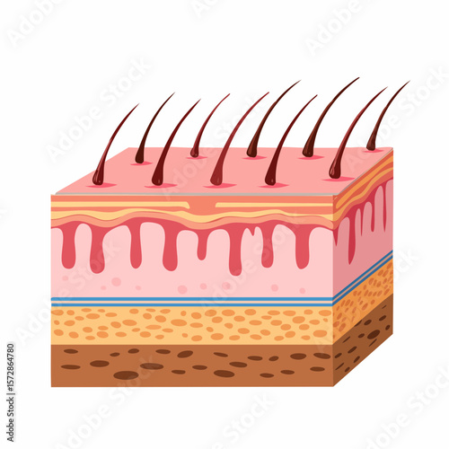 Anatomy of Skin: A detailed illustration of human skin layers, showing epidermis, dermis, and subcutaneous tissue, with hair follicles