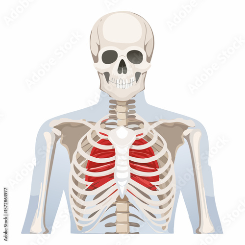 Anatomy of Body: A detailed anatomical illustration of the human skeletal and respiratory systems, highlighting the complex structure of the chest, lungs, and rib cage.