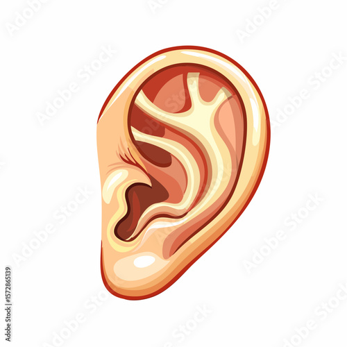 Human Ear Anatomy Illustration
