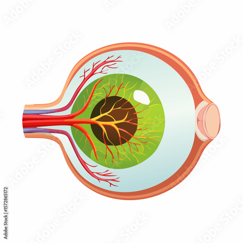 Anatomy of Vision: An intricate, digitally crafted illustration that unveils the core components of a human eye, presenting a clear visual representation of its internal structure and elements.