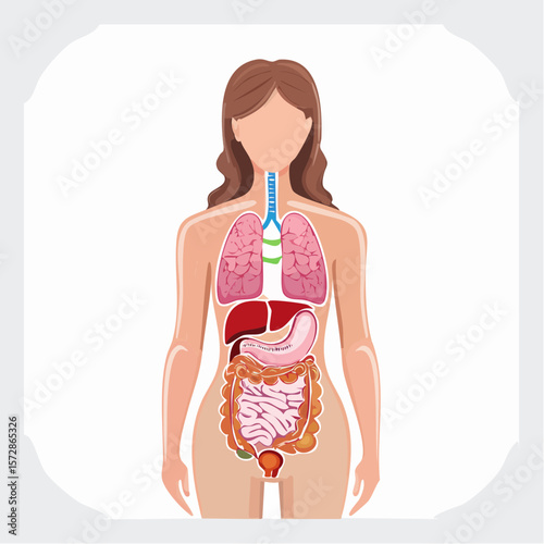 Anatomy: The human body's interior, a detailed illustration focusing on internal systems. A visual representation of the human body's internal architecture and the interconnectedness of vital systems.