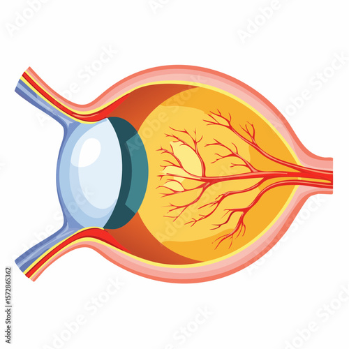 Anatomical Eye Illustration: A detailed cross-section of the human eye, revealing its intricate internal structures and design.