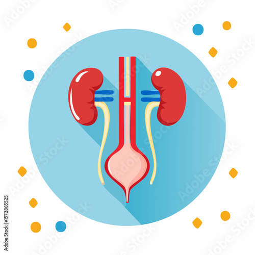 Kidney Anatomy: A medical illustration of the human kidney's intricate internal structure, rendered in a clean, simple style, with a light blue circular frame for a distinct look.