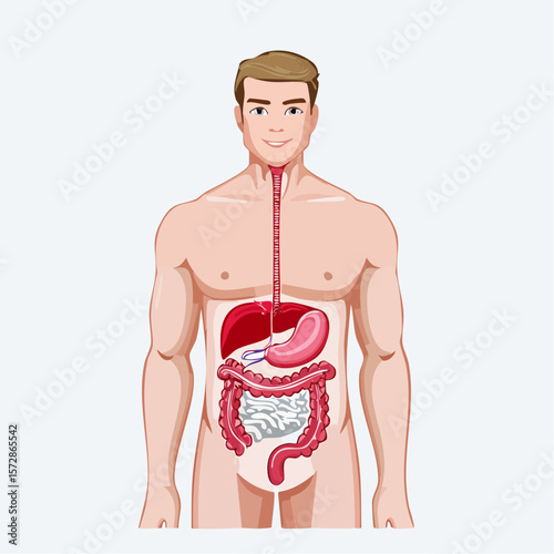 Male Digestive System Illustration: A detailed illustration showcasing the male digestive system, highlighting major organs like the stomach, liver, intestines, and esophagus.