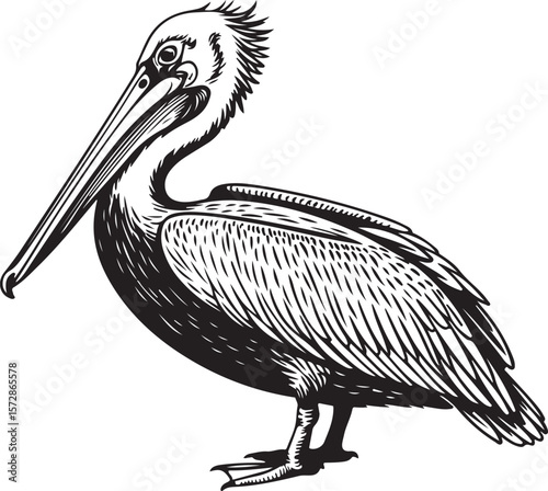 Silhouette of Pelican Bird, Coastal Wildlife and Waterfowl Vector Illustration
