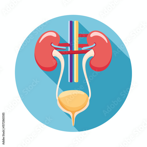 Kidney Anatomy: A meticulously detailed illustration of the human renal system, rendered in a flat design, offering a clear visual representation of the key organs and pathways