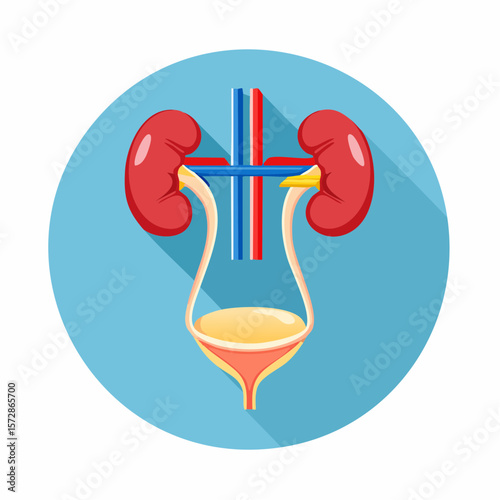 Anatomy of the Renal System: A medical illustration detailing the components of the human renal system, including the kidneys, bladder, and associated vessels in a detailed diagram form.
