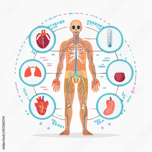Human Body Anatomy Illustration: An educational illustration showcasing the human body's intricate anatomy. From skeletal framework to vital organs, this visual offers a deep dive into human biology.
