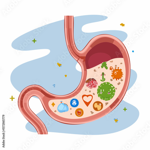 Human Digestive System Illustration: A vibrant and informative illustration showcases the human stomach, its inner workings, and the diverse microorganisms residing within.