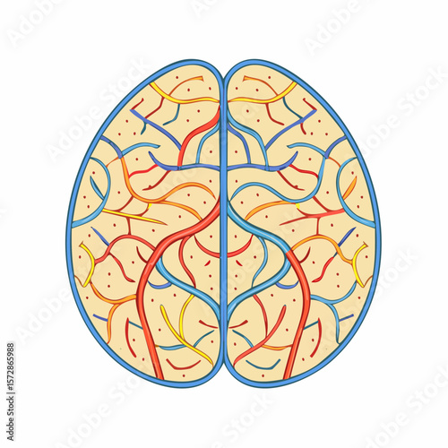 Brain's Architectural Design: The human brain, a complex, intricately designed organ showcasing its internal structure, a colorful display of its intricate internal processes.