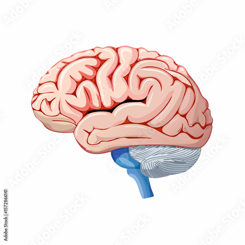 Anatomical Brain: A detailed illustration of the human brain, meticulously rendered in a photorealistic style, showcasing its complex structure and intricate network of neural pathways.