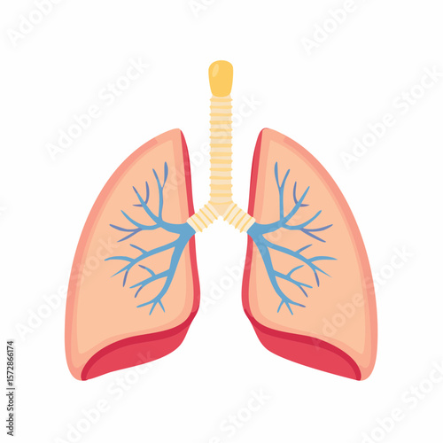 Human Lungs: Illustrative depiction of human lungs, showcasing anatomical details, essential for health education, medical visuals, and scientific references. 