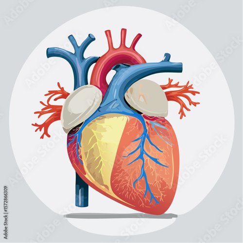 Anatomical Heart: A detailed and vibrant illustration of a human heart, meticulously rendered to highlight its intricate structure and functionality, set against a clean, unobtrusive background.