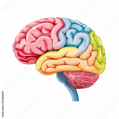 Human Brain: A vibrant, multicolored illustration of the human brain, showcasing the complexity of the mind, cognitive function and human intelligence.