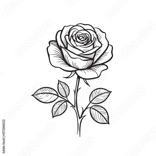 An exquisite line drawing showcases a single rose in full bloom, its delicate petals and leaves rendered with precision