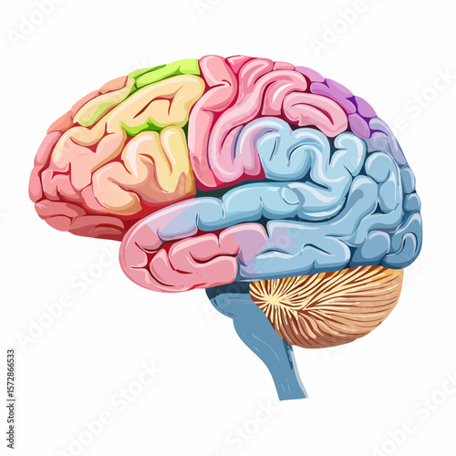 Human Brain Anatomy: An illustration of a human brain showcases distinct regions, highlighting its complexity and functionality in vibrant colors