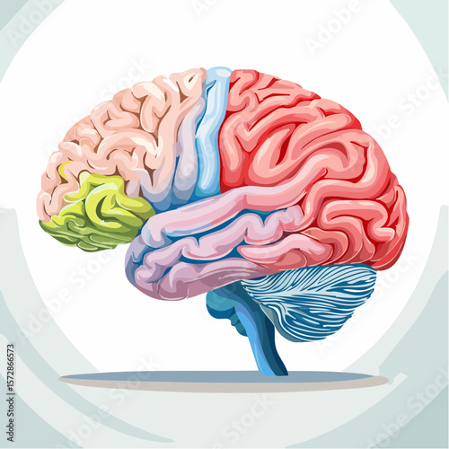 Anatomy of the Human Mind: A colorful illustration showcasing the intricate structure and functions of the human brain, symbolizing intellect and cognitive processes.