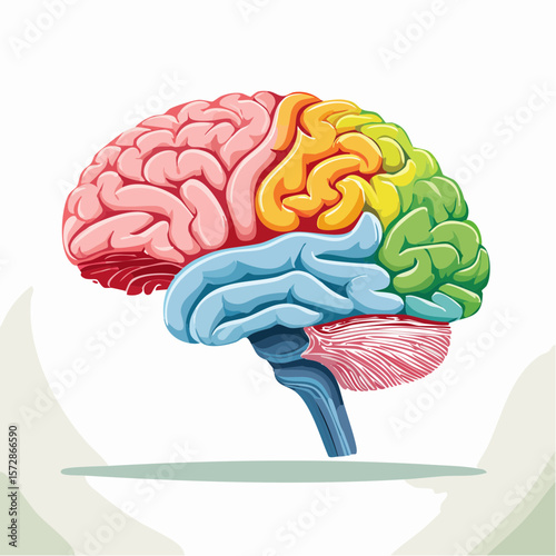 Anatomical Brain Illustration: A vibrant illustration showcases the intricate details of the human brain, highlighting its various sections in vivid colors.