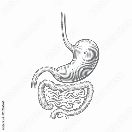 Human Digestive System Illustration: A detailed and accurate illustration showcases the intricate anatomy of the human digestive system, highlighting the stomach and intestines.