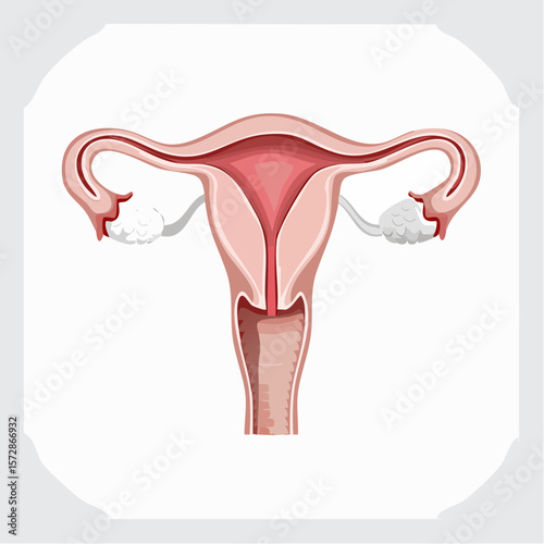 Female Reproductive System Diagram: A detailed anatomical illustration of the female reproductive system, showcasing the uterus, fallopian tubes, ovaries, and cervix.