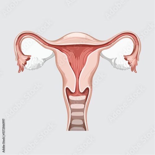 Anatomical Feminine: A detailed illustration of the female reproductive system, showcasing the intricate components and delicate structure in a visually compelling representation.