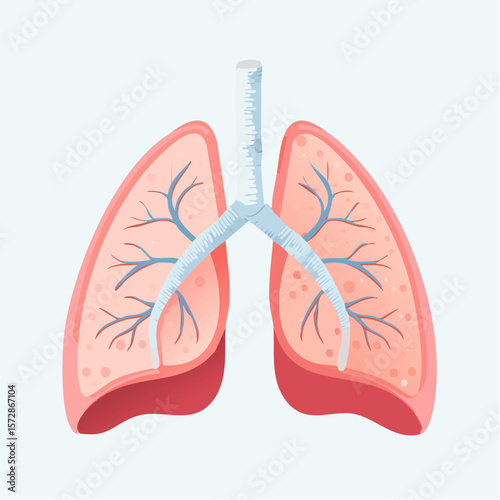 Illustration of the lungs: A detailed illustration of the lungs, showcasing the intricate network of bronchioles and alveoli, perfect for medical and educational applications.
