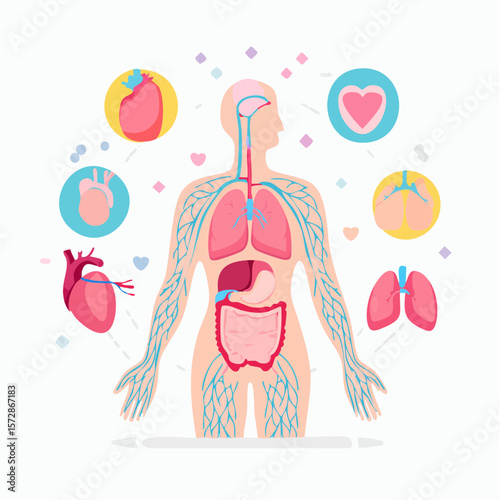 Human Anatomy Illustration: A detailed illustration of the human body's vital organs, including the heart, lungs, and digestive system, is presented in a visually appealing and educational style.