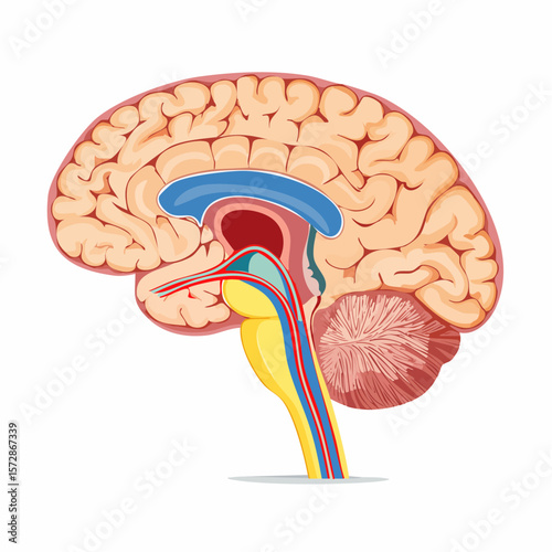 Anatomical Brain Illustration: Detailed depiction of the human brain's structure, perfect for educational and scientific purposes.