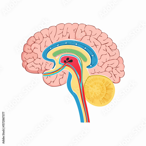Anatomy of the Mind: A detailed, colorful illustration of a human brain cross-section, showcasing the intricate anatomy of the cerebrum.