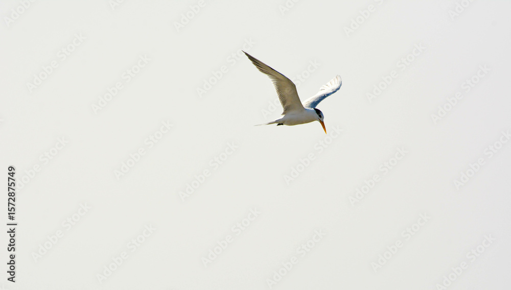 Obraz premium seagull flying in the sky