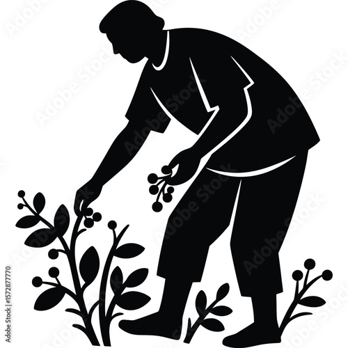 A silhouette of a person picking berries from a bush with leaves in a simple graphic illustration