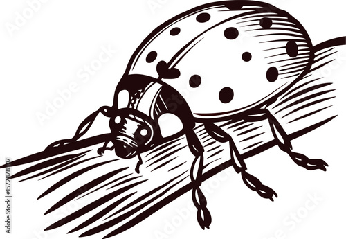 Detailed monochrome illustration of a ladybug sitting on a branch in vintage engraved drawing