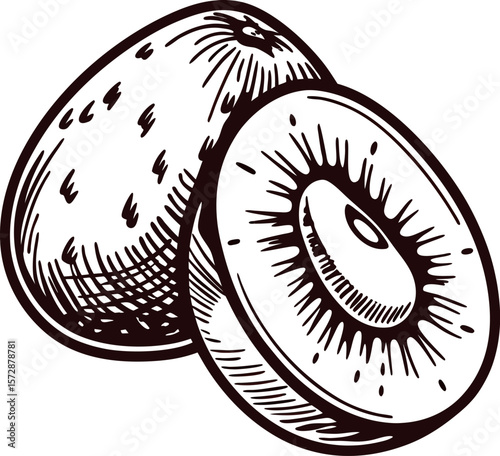 Hand drawn whole and sliced kiwi fruit illustration in vintage engraved on white background