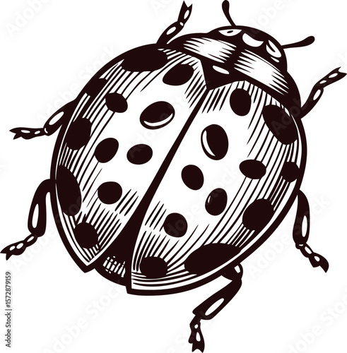 Detailed vintage etching of a ladybug with open elytra and spotted wings isolated on blank background