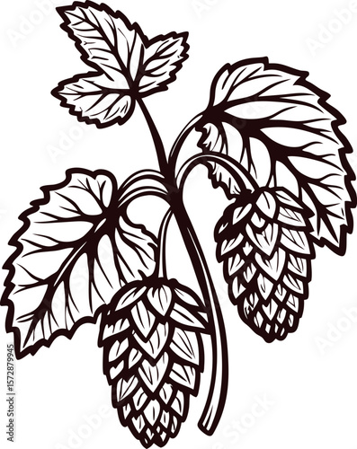 Hand drawn hop plant branch with leaves and cones vintage botanical illustration in engraved