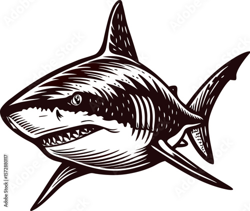 Hand drawn detailed great white shark illustration in vintage engraved on white background
