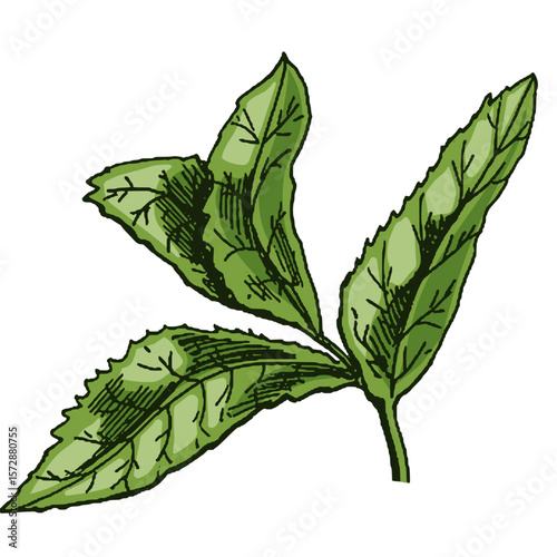 Organic food. Hand-drawn colored sketch of mint leaves.⁠
