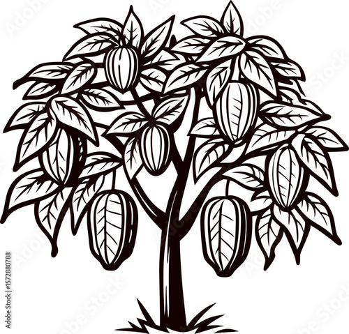 Hand drawn cocoa tree with hanging cacao pods isolated on white vintage botanical illustration