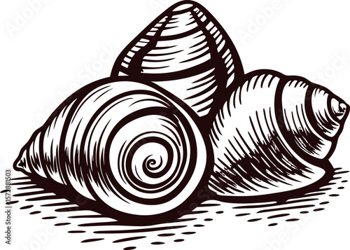 Hand drawn sketch of seashells isolated on white background vintage engraved illustration of spiral conch shells