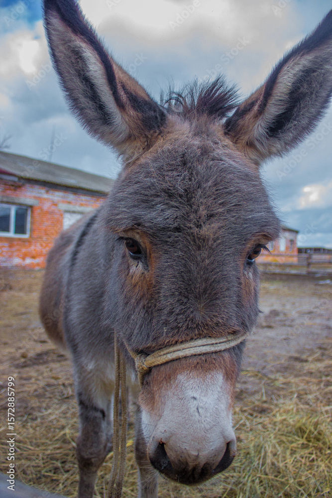 Fototapeta premium donkeys portret on the sky