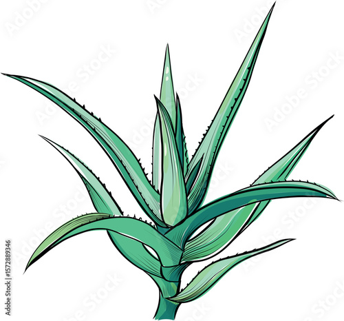 Aloe vera green spiky plant sketch