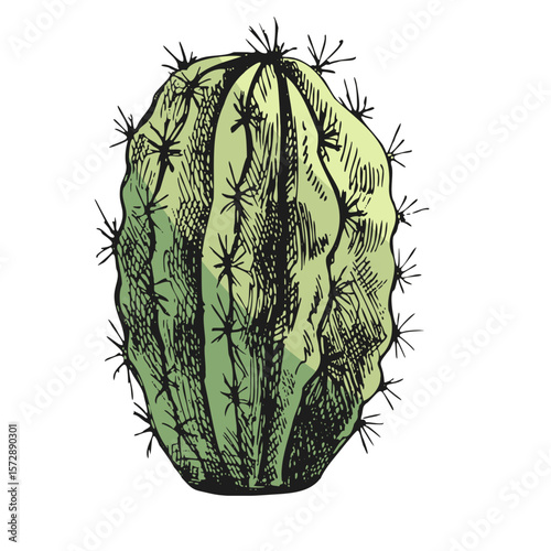 Hand drawn colored vector sketch of a cactus isolated.⁠
