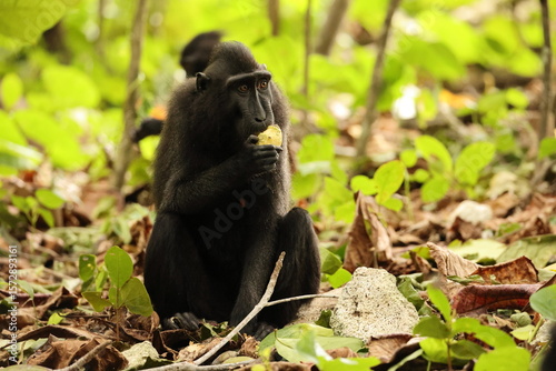 The Celebes crested macaque (Macaca nigra), also known as the crested black macaque, Sulawesi crested macaque, or the black ape, is an Old World monkey that lives in the tropical regions of north Sula