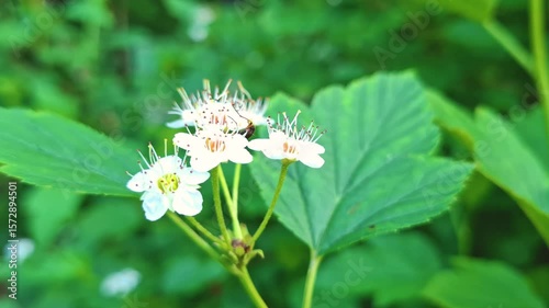 This close-up video frame captures delicate white flowers with protruding stamens, presumably spirea flowers, against a background of blurred green foliage. The detailed focus on the flowering buds em