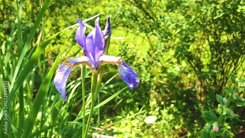 This close-up video captures a delicate purple iris with distinctive yellow and brown veins on its petals, towering on a thin green stem amidst luscious green grass and blurred foliage in the backgrou