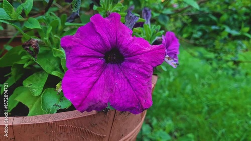 This close-up video frame captures a bright purple petunia with a deep dark center, located in a wooden planter, which gives the composition a homely and cozy look. The flower stands out against the l