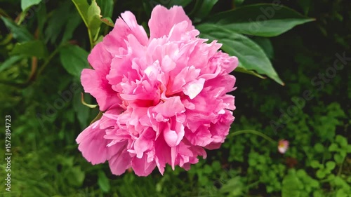 This close-up video frame captures a bright pink peony with lush, layered petals that create a textured and voluminous look. The flower is surrounded by luscious green foliage, which creates a natural